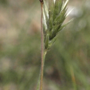 Enneapogon nigricans at Kambah, ACT - 18 Mar 2010