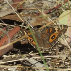 Junonia villida (Meadow Argus) at Garran, ACT - 13 Feb 2017 by Ratcliffe