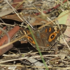 Junonia villida (Meadow Argus) at Garran, ACT - 12 Feb 2017 by Ratcliffe