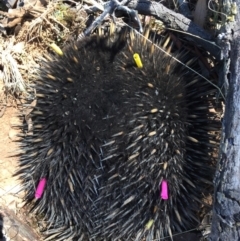 Tachyglossus aculeatus (Short-beaked Echidna) at Mulligans Flat - 13 Feb 2017 by CedricBear