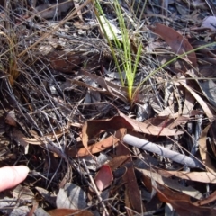 Corunastylis clivicola (Rufous midge orchid) at Mount Painter - 12 Feb 2017 by CathB