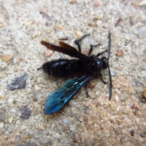 Austroscolia soror at Belconnen, ACT - 7 Feb 2017 02:56 PM