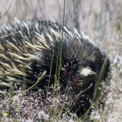 Tachyglossus aculeatus (Short-beaked Echidna) at Ginninderry Conservation Corridor - 5 Nov 2016 by AlisonMilton