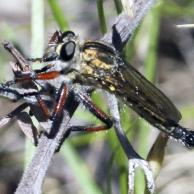 Asiola fasciata (A robber fly) at Woodstock Nature Reserve - 5 Nov 2016 by Alison Milton