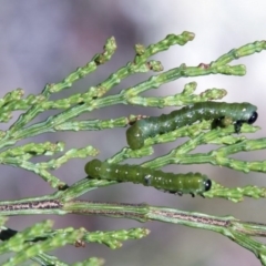 Zenarge turneri (Cypress pine sawfly) at Belconnen, ACT - 6 Nov 2016 by AlisonMilton