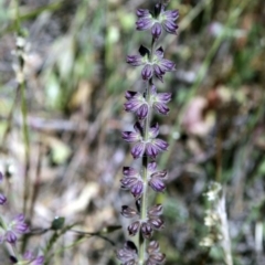Salvia verbenaca var. verbenaca (Wild Sage) at Belconnen, ACT - 6 Nov 2016 by AlisonMilton