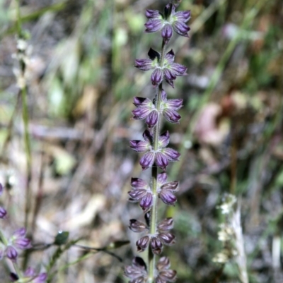 Salvia verbenaca var. verbenaca (Wild Sage) at Belconnen, ACT - 6 Nov 2016 by AlisonMilton