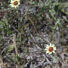 Tolpis barbata (Yellow Hawkweed) at Ginninderry Conservation Corridor - 5 Nov 2016 by AlisonMilton