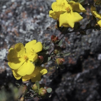 Hibbertia obtusifolia (Grey Guinea-flower) at Belconnen, ACT - 5 Nov 2016 by AlisonMilton