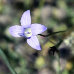 Wahlenbergia sp. (Bluebell) at Belconnen, ACT - 6 Nov 2016 by AlisonMilton