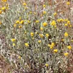 Chrysocephalum apiculatum (Common Everlasting) at Ginninderry Conservation Corridor - 5 Nov 2016 by AlisonMilton