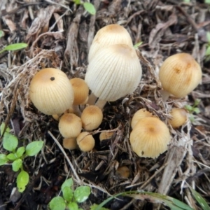 Coprinellus disseminatus at Higgins, ACT - 19 Jun 2016