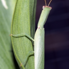 Orthodera ministralis (Green Mantid) at Higgins, ACT - 13 Feb 2017 by AlisonMilton