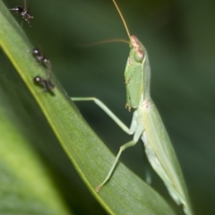 Orthodera ministralis at Higgins, ACT - 13 Feb 2017