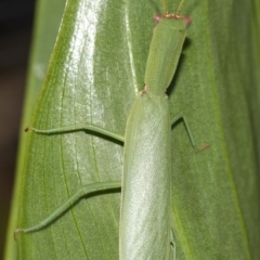 Orthodera ministralis at Higgins, ACT - 13 Feb 2017 05:46 PM