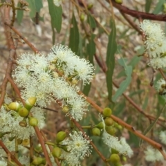 Eucalyptus melliodora (Yellow Box) at Isaacs Ridge and Nearby - 13 Feb 2017 by Mike