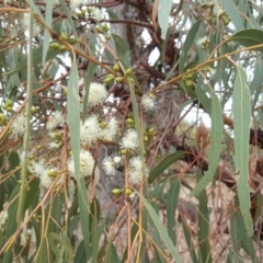Eucalyptus melliodora at Jerrabomberra, ACT - 14 Feb 2017