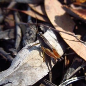 Phaulacridium vittatum at Cook, ACT - 13 Feb 2017