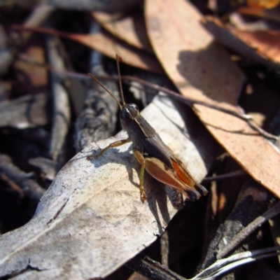 Phaulacridium vittatum (Wingless Grasshopper) at Mount Painter - 12 Feb 2017 by CathB