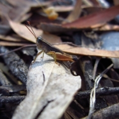 Phaulacridium vittatum at Cook, ACT - 13 Feb 2017