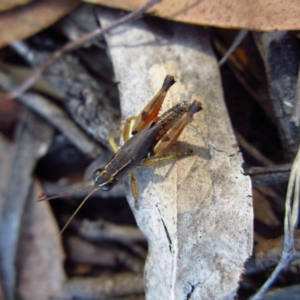 Phaulacridium vittatum at Cook, ACT - 13 Feb 2017