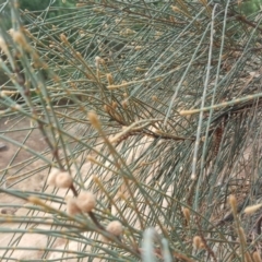 Allocasuarina verticillata (Drooping Sheoak) at Isaacs, ACT - 13 Feb 2017 by Mike