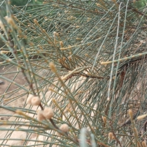 Allocasuarina verticillata at Isaacs, ACT - 14 Feb 2017 09:44 AM