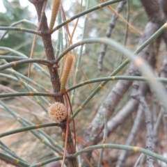 Allocasuarina verticillata at Isaacs, ACT - 14 Feb 2017