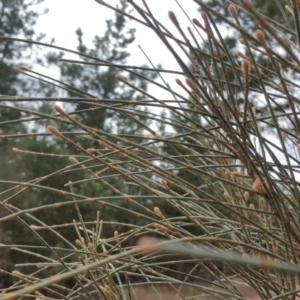 Allocasuarina verticillata at Isaacs, ACT - 14 Feb 2017