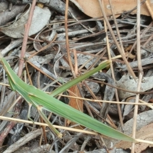 Acrida conica at Isaacs Ridge - 14 Feb 2017