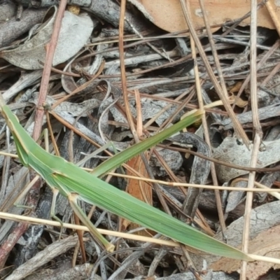 Acrida conica (Giant green slantface) at Jerrabomberra, ACT - 14 Feb 2017 by Mike