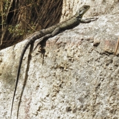 Intellagama lesueurii howittii (Gippsland Water Dragon) at Namadgi National Park - 13 Feb 2017 by JohnBundock