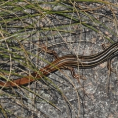 Ctenotus taeniolatus (Copper-tailed Skink) at Namadgi National Park - 14 Feb 2017 by JohnBundock