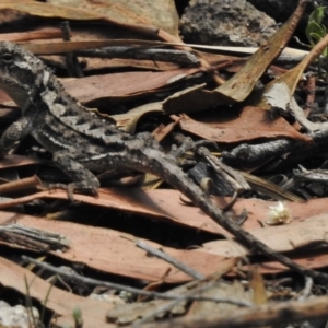 Rankinia diemensis at Paddys River, ACT - 14 Feb 2017 12:42 PM