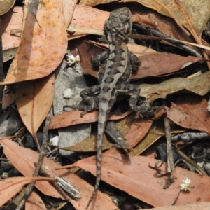 Rankinia diemensis at Paddys River, ACT - 14 Feb 2017