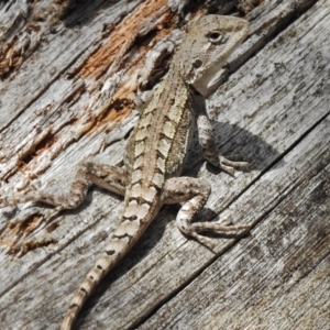 Amphibolurus muricatus at Paddys River, ACT - 14 Feb 2017 12:54 PM