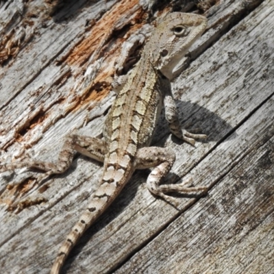 Amphibolurus muricatus (Jacky Lizard) at Paddys River, ACT - 14 Feb 2017 by JohnBundock