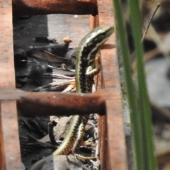 Eulamprus heatwolei (Yellow-bellied Water Skink) at Namadgi National Park - 14 Feb 2017 by JohnBundock