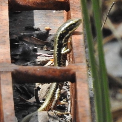 Eulamprus heatwolei (Yellow-bellied Water Skink) at Namadgi National Park - 14 Feb 2017 by JohnBundock