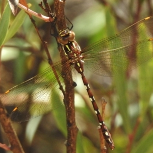 Austroaeschna pulchra at Paddys River, ACT - 14 Feb 2017 12:36 PM