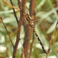 Austroaeschna pulchra at Paddys River, ACT - 14 Feb 2017 12:36 PM