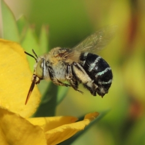 Amegilla (Zonamegilla) asserta at Pollinator-friendly garden Conder - 12 Jan 2017