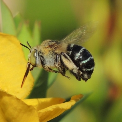 Amegilla (Zonamegilla) asserta (Blue Banded Bee) at Conder, ACT - 11 Jan 2017 by michaelb