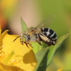 Amegilla (Zonamegilla) asserta at Pollinator-friendly garden Conder - 12 Jan 2017