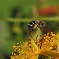 Amegilla (Zonamegilla) asserta at Pollinator-friendly garden Conder - 12 Jan 2017