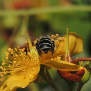 Amegilla (Zonamegilla) asserta at Pollinator-friendly garden Conder - 12 Jan 2017