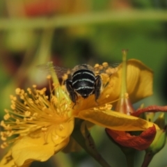 Amegilla (Zonamegilla) asserta at Pollinator-friendly garden Conder - 12 Jan 2017