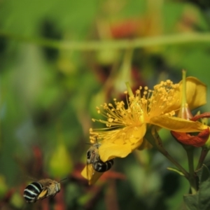 Amegilla (Zonamegilla) asserta at Pollinator-friendly garden Conder - 12 Jan 2017