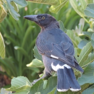 Strepera graculina (Pied Currawong) at Conder, ACT - 15 Jan 2017 by MichaelBedingfield