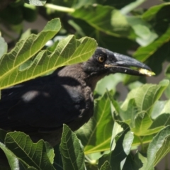 Strepera graculina at Conder, ACT - 15 Jan 2017